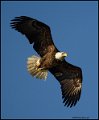 _0SB8958 american bald eagle